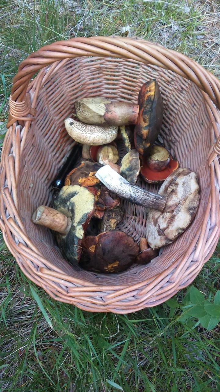 Farma U Lesa Apartment Hlinsko Luaran gambar